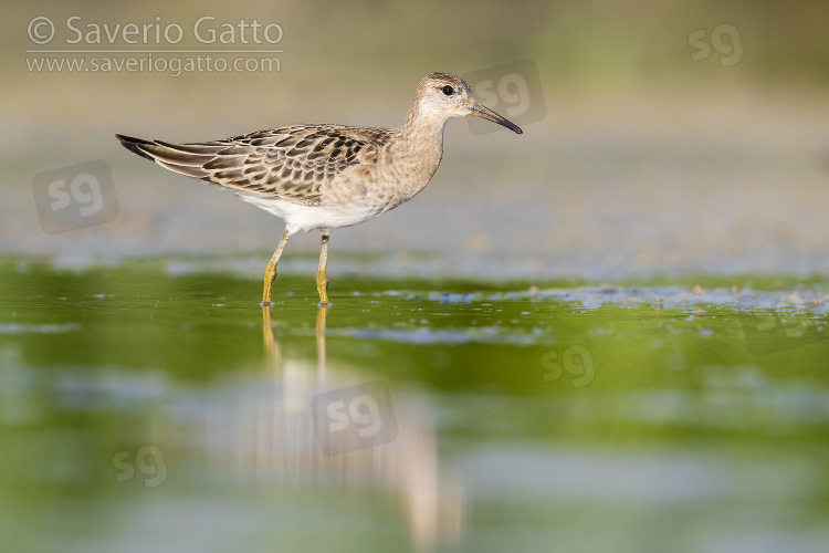 Ruff, side view of a juvenile standing in the water