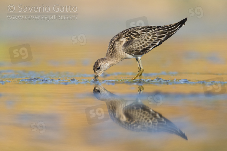 Ruff, side view of a juvenile looking for food in a pond