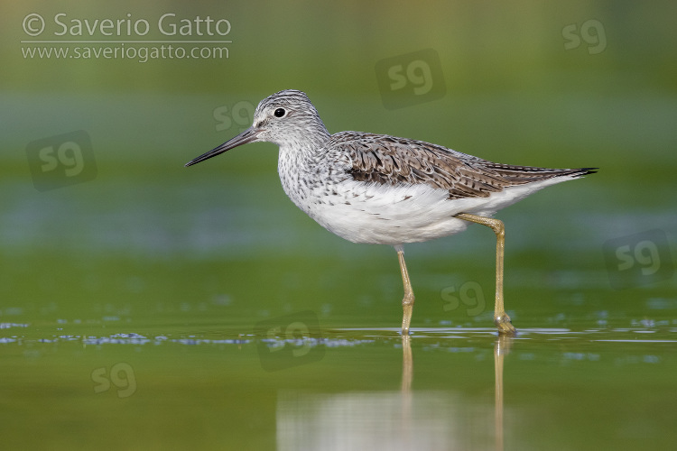 Greenshank