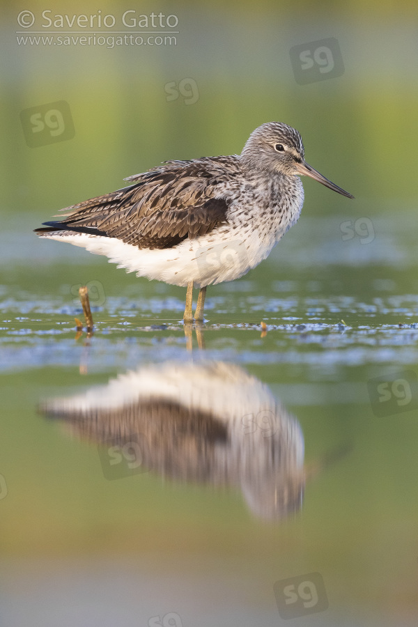 Greenshank, side view of an adult standing in the water