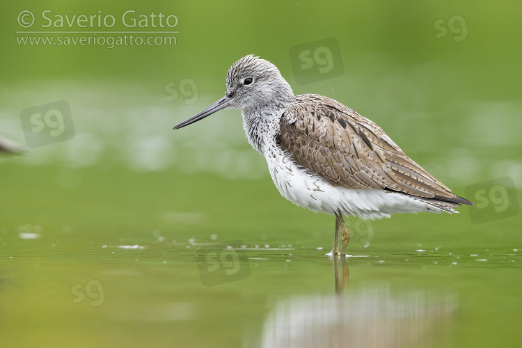 Greenshank, side view of an adult standing in the water