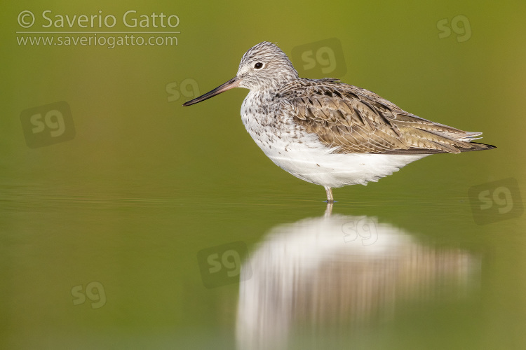 Greenshank, adulto in una palude