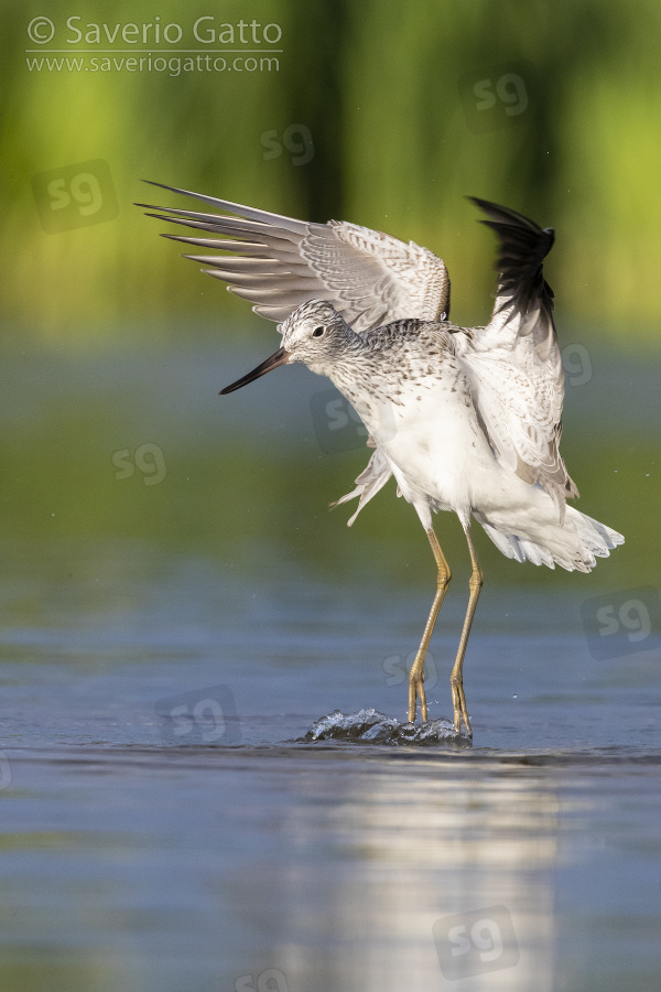 Greenshank, adult at take off