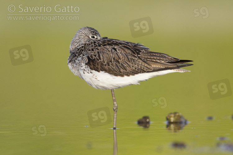 Greenshank, side view of an adult resting on a single leg