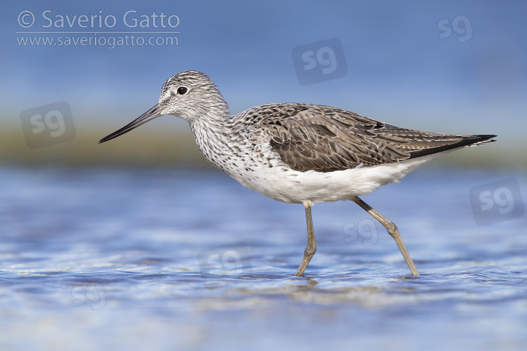 Greenshank, side view of an adult walking in a pond