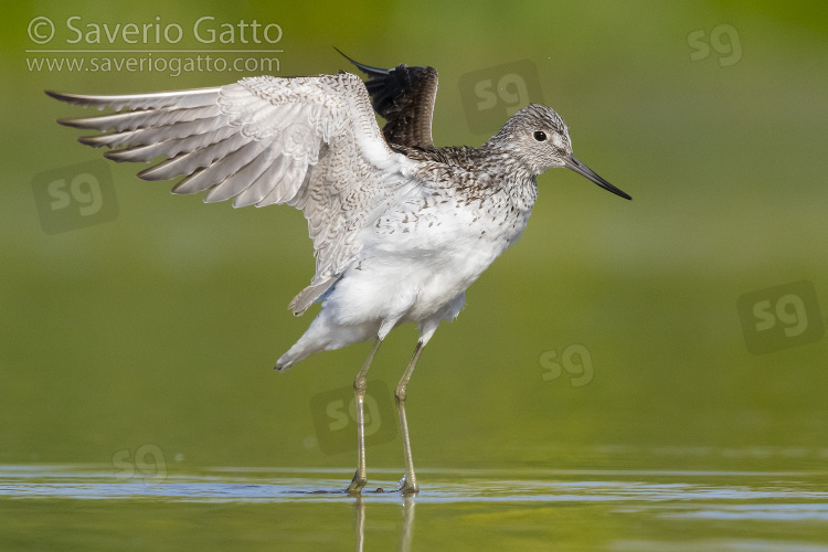 Greenshank, adult at take off