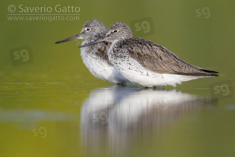 Greenshank, side view of two adults standing in the water