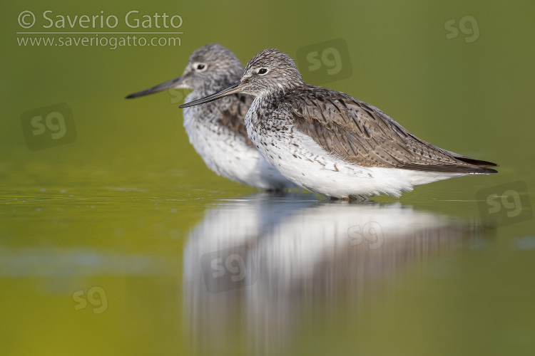 Greenshank