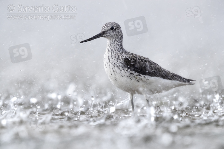 Greenshank, adult under a heavy rain