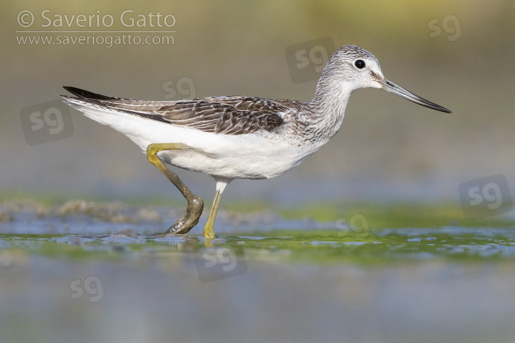 Greenshank, side view of an adult running in a swamp