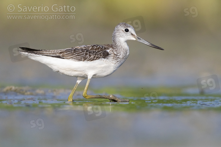 Greenshank, side view of an adult walking in a swamp