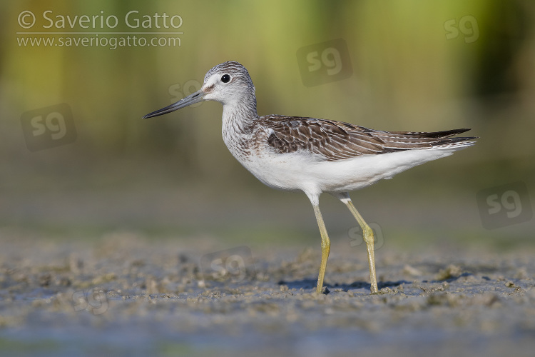 Greenshank, side view of an adult standing on the mud