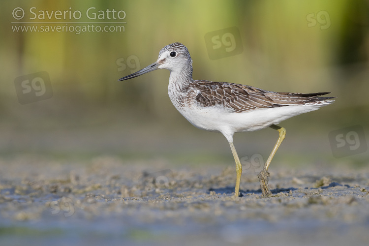 Greenshank, side view of an adult standing on the mud