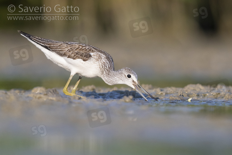 Greenshank, side view of an adult catching fish in a pond