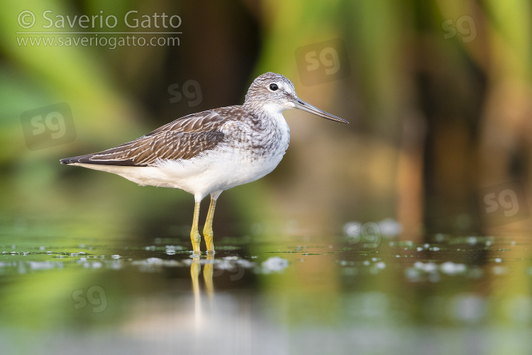 Greenshank, side view of an adult standing in the water