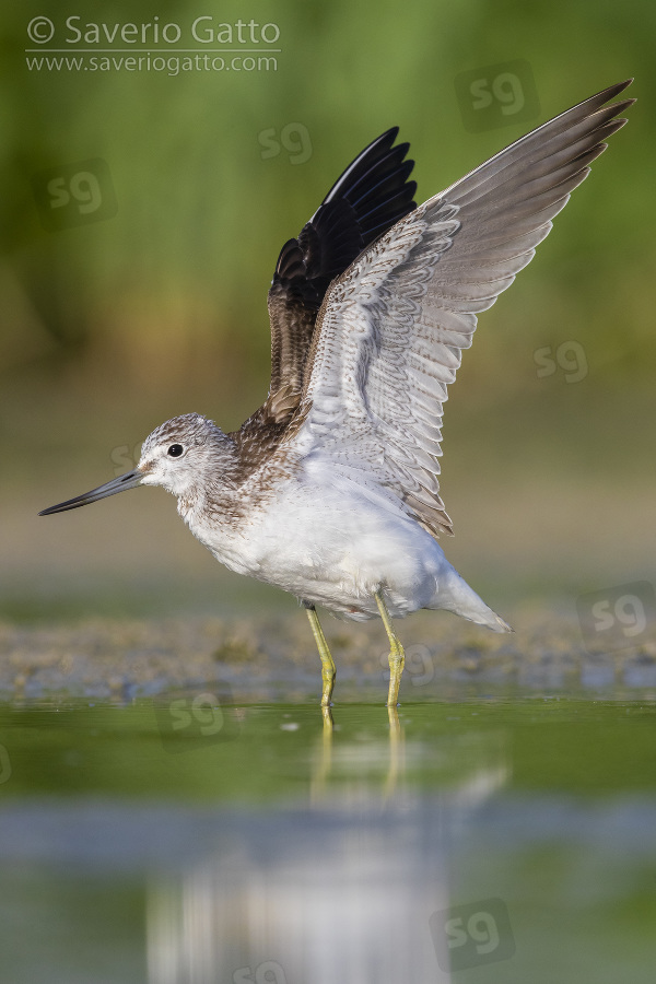 Greenshank, adult stratching its wings