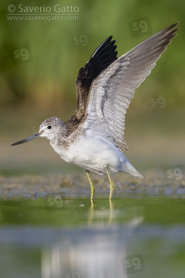 Greenshank