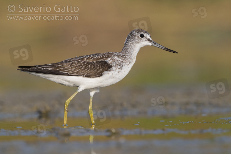 Greenshank, side view of an adult standing in the water