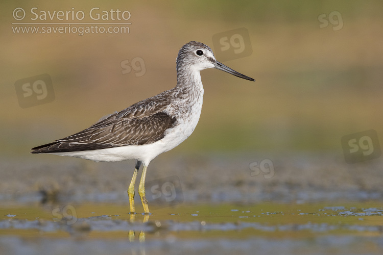 Greenshank, side view of an adult standing in the water