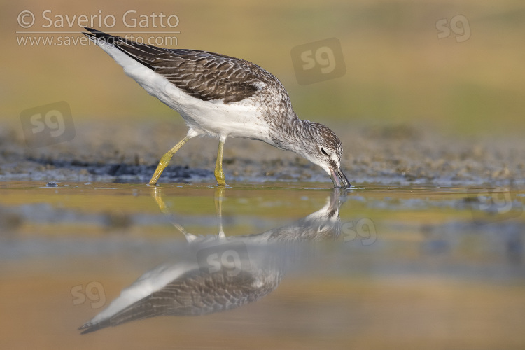 Greenshank, side view of an adult looking for food in a pond