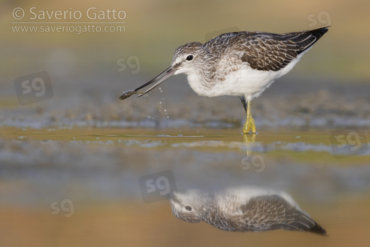 Greenshank, adult with a caught fish
