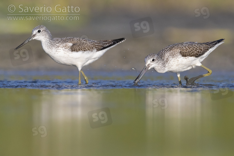 Greenshank