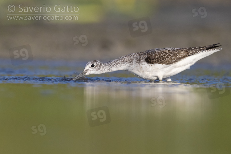 Greenshank, side view of an adult catching fish in a pond