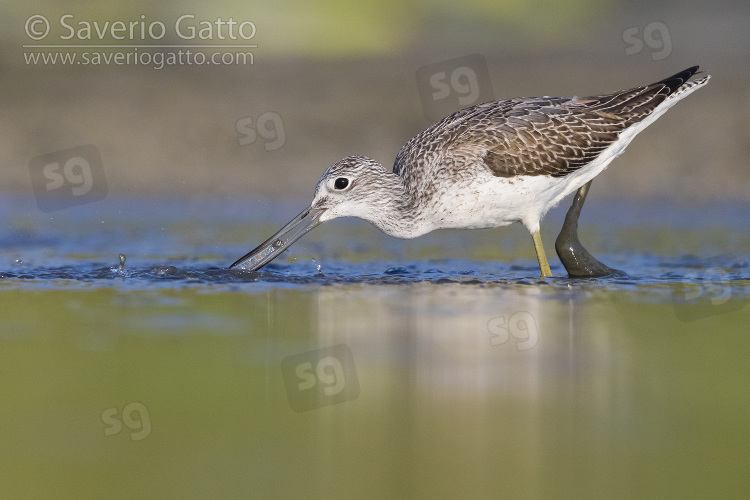 Greenshank, side view of an adult catching fish in a pond