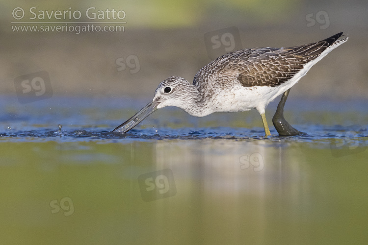 Greenshank