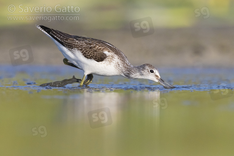 Greenshank, side view of an adult looking for food in a pond