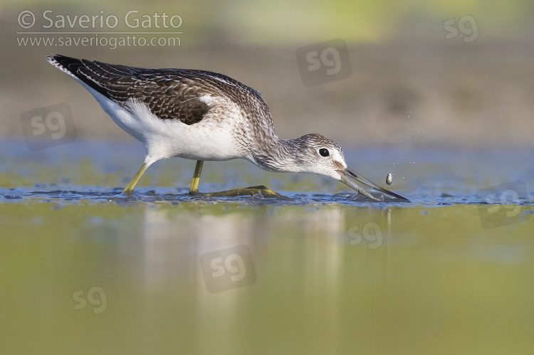 Greenshank, side view of an adult catching fish in a pond