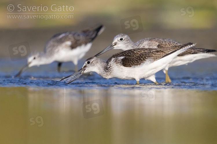 Greenshank, adults catching fish in a pond