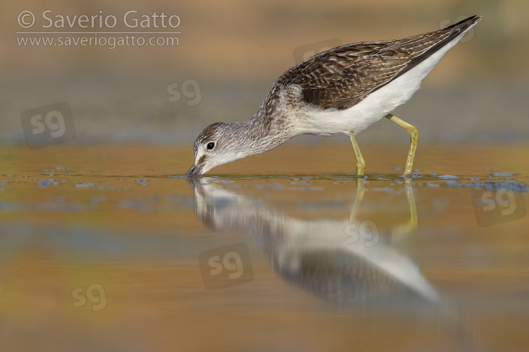 Greenshank, adult looking for food in a swamp