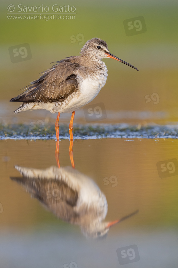 Spotted Redshank, adult in winter plumage standing in the water