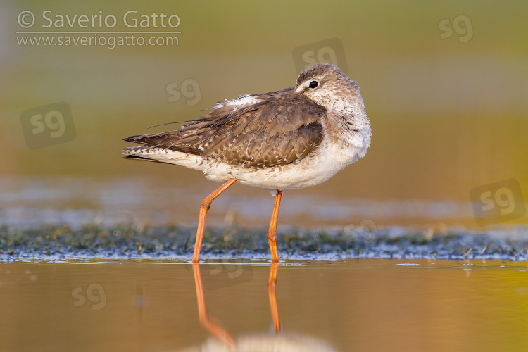 Spotted Redshank, adult in winter plumage resting in the water