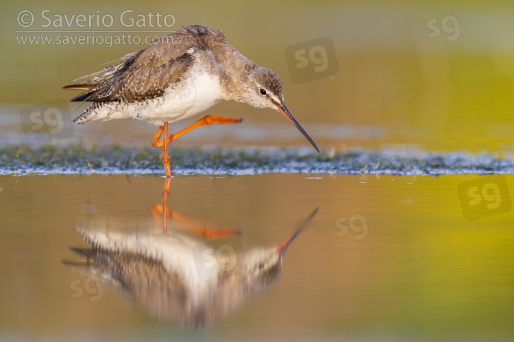 Spotted Redshank, adult in winter plumage scratching its neck