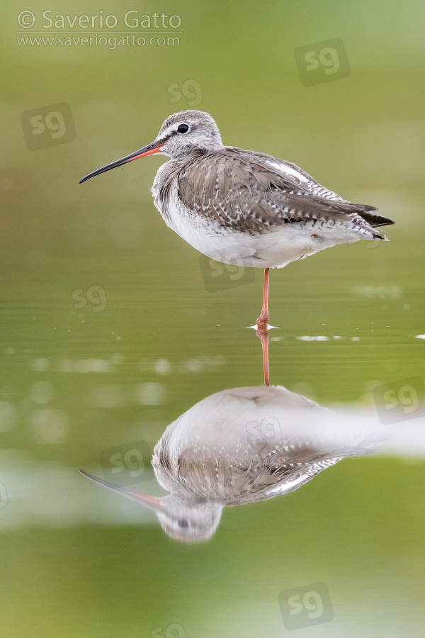 Spotted Redshank