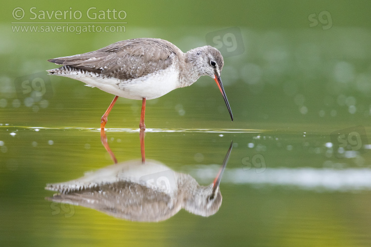 Spotted Redshank, side view of an adult reflecting itself in the water