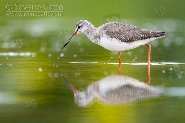 Spotted Redshank, side view of an adult in winter plumage walking in a swamp