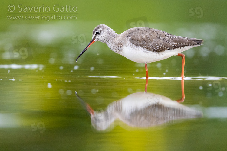 Spotted Redshank