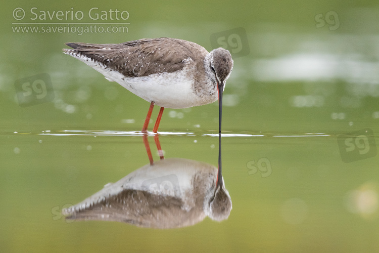 Spotted Redshank, side view of an adult reflecting itself in the water