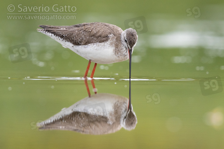 Spotted Redshank