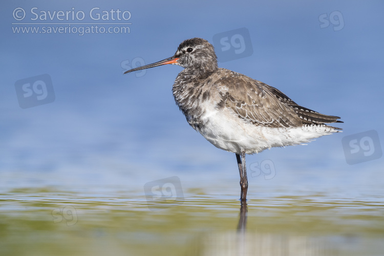 Spotted Redshank, side view of an adult moulting from winter to summer plumage