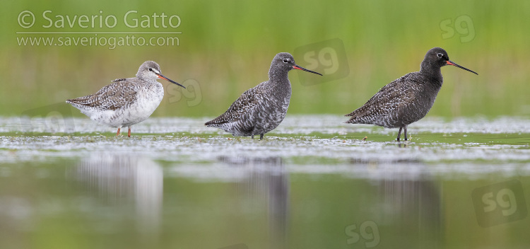 Spotted Redshank, three birds with different moult stage