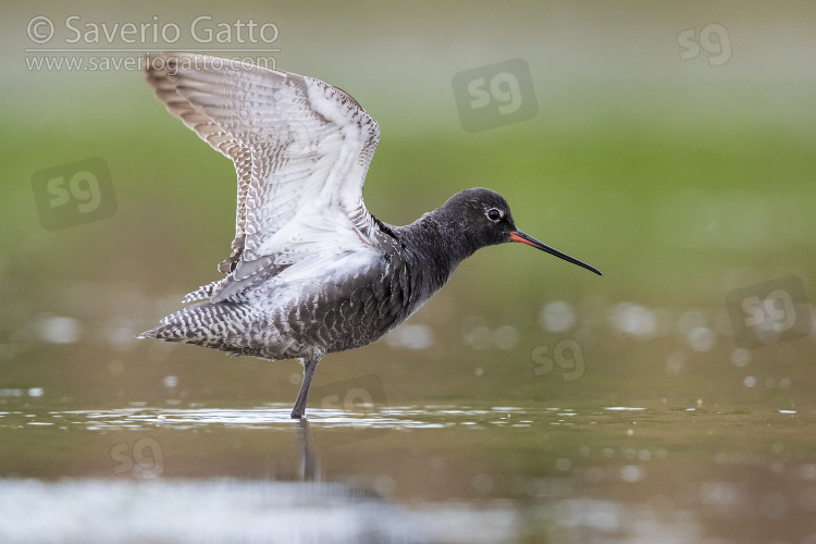 Spotted Redshank, side view of an adult in summer plumage spreading its wings