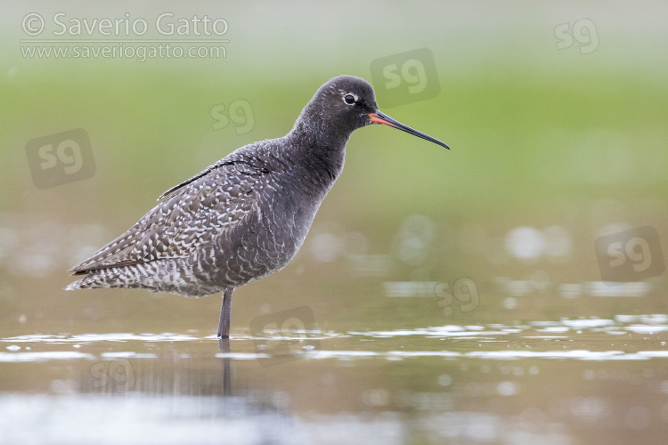 Spotted Redshank, side view of an adult in summer plumage standing in the water