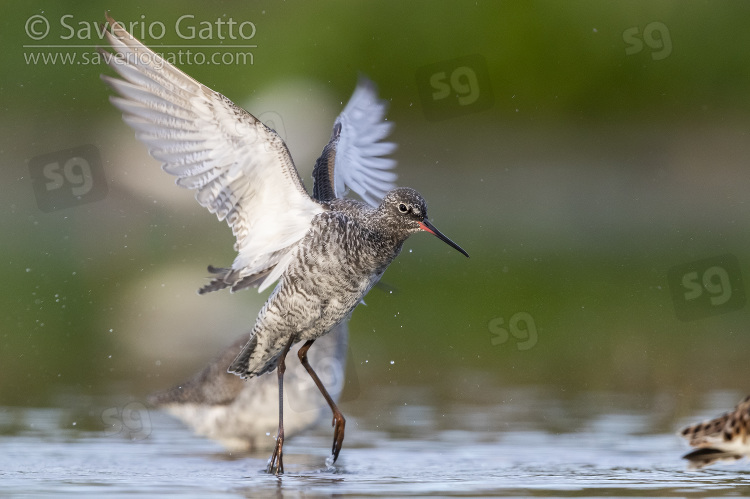 Spotted Redshank, adult at take off