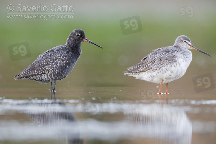 Spotted Redshank, two adults with different moult stages standing in the water