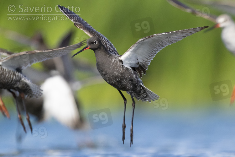 Spotted Redshank, adult in summer plumage in flight