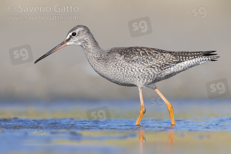 Spotted Redshank, side view of a juvenile standing in the water